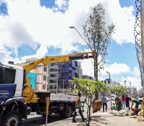 Imagem do post Corredor Verde: Prefeitura chega a 61 árvores plantadas na Manoel Dias e planeja ação no Cabula