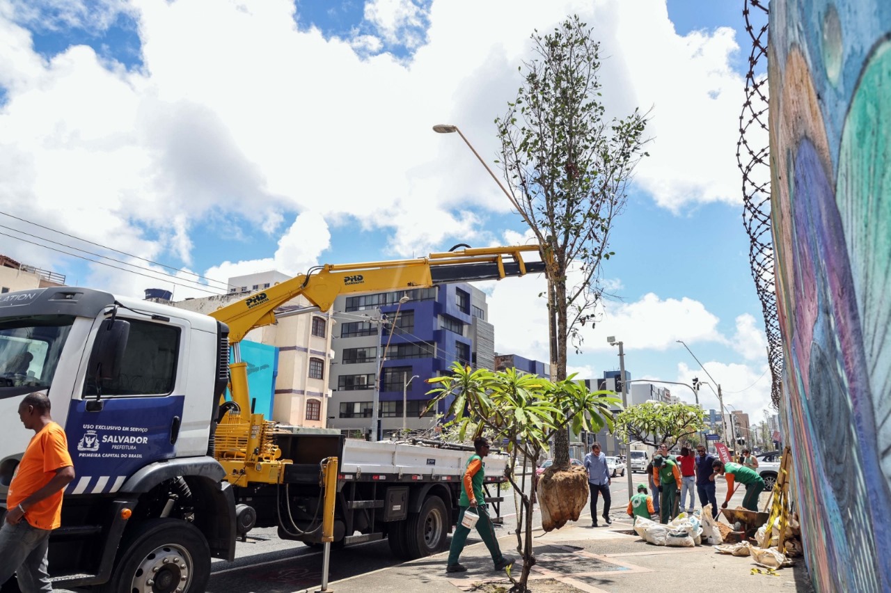 Corredor Verde: Prefeitura chega a 61 árvores plantadas na Manoel Dias e planeja ação no Cabula