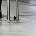 Alerta de bomba no Aeroporto de Salvador termina em susto