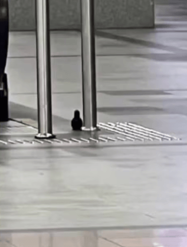 Alerta de bomba no Aeroporto de Salvador termina em susto