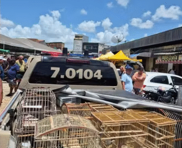 Imagem do post Mais de 100 pássaros silvestres são resgatados em feiras da Bahia