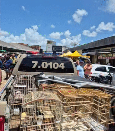 Imagem do post Mais de 100 pássaros silvestres são resgatados em feiras da Bahia