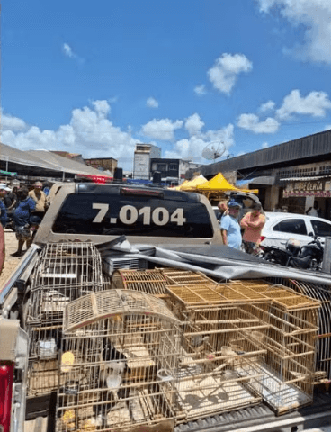 Mais de 100 pássaros silvestres são resgatados em feiras da Bahia