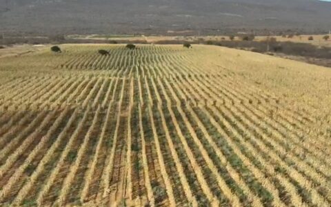 Imagem do post Polícia destrói grande plantação de maconha no interior da Bahia