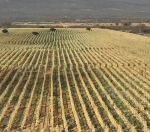 Imagem do post Polícia destrói grande plantação de maconha no interior da Bahia