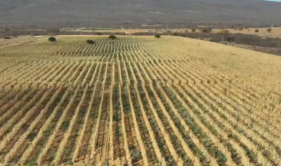 Polícia destrói grande plantação de maconha no interior da Bahia