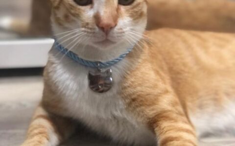 Imagem do post Como cuidar do pet durante o home office sem causar ansiedade ou estresse