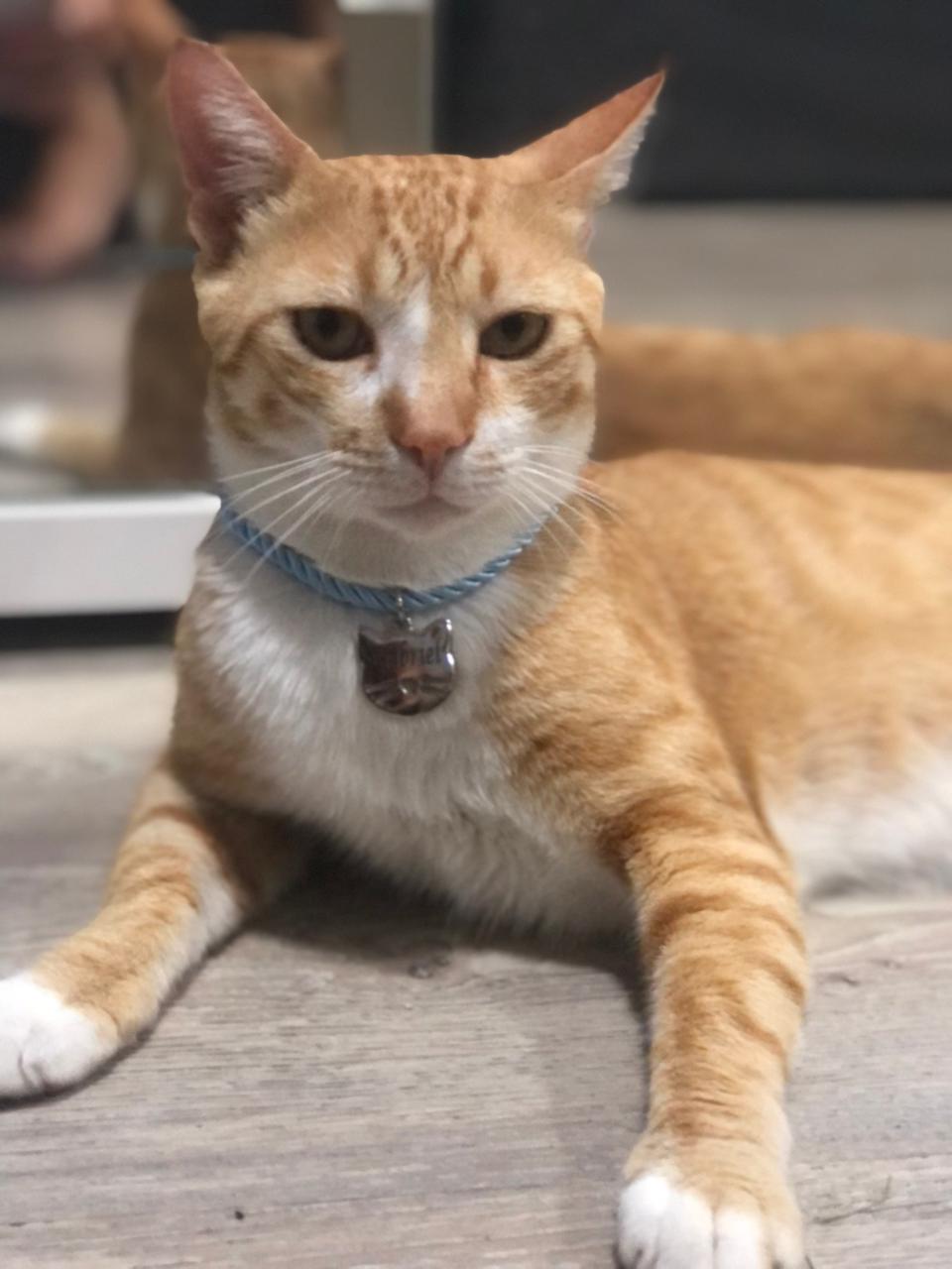 Como cuidar do pet durante o home office sem causar ansiedade ou estresse