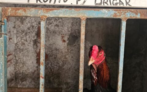 Imagem do post Polícia da Bahia combate rinhas de galos e crimes ambientais