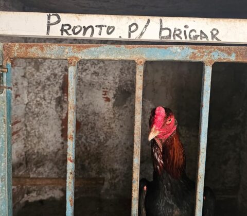 Imagem do post Polícia da Bahia combate rinhas de galos e crimes ambientais