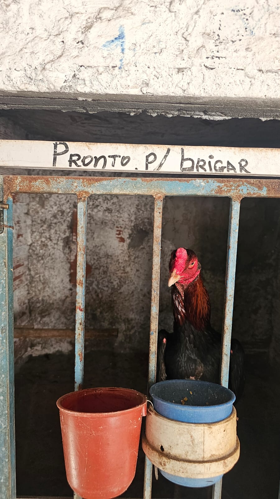 Polícia da Bahia combate rinhas de galos e crimes ambientais