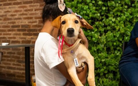 Imagem do post Edição especial do Adote no Parque promove adoção e reencontro de pets em Lauro de Freitas