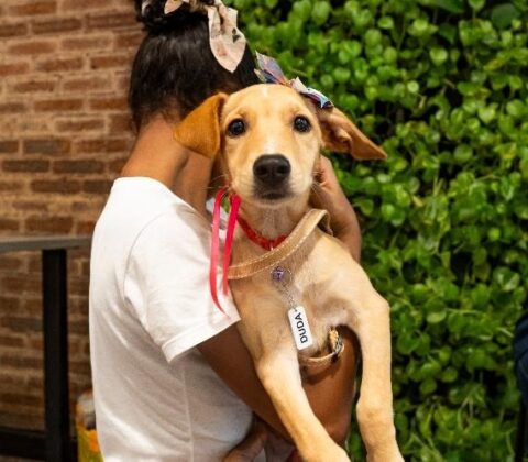 Imagem do post Edição especial do Adote no Parque promove adoção e reencontro de pets em Lauro de Freitas