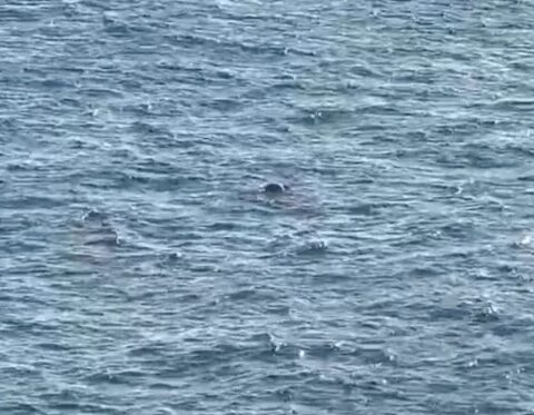 Imagem do post Corpo é encontrado boiando na praia da Barra