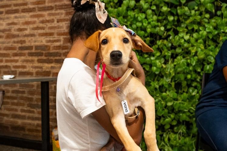 Edição especial do Adote no Parque promove adoção e reencontro de pets em Lauro de Freitas