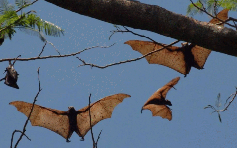 Imagem do post Novo coronavírus em morcegos brasileiros alerta cientistas