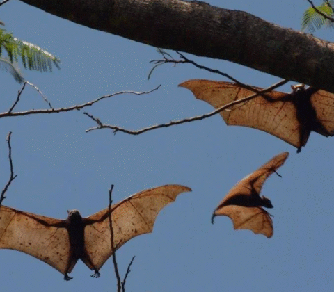 Imagem do post Novo coronavírus em morcegos brasileiros alerta cientistas