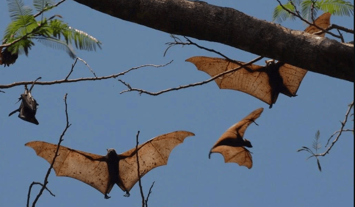 Novo coronavírus em morcegos brasileiros alerta cientistas