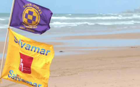 Imagem do post Salvamar alerta para caravelas-portuguesas no litoral de Salvador