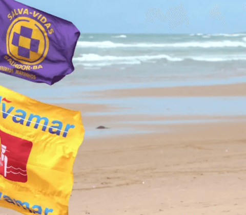 Imagem do post Salvamar alerta para caravelas-portuguesas no litoral de Salvador