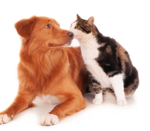 Imagem do post Mercado pet em alta: Saiba como cuidar do seu animal