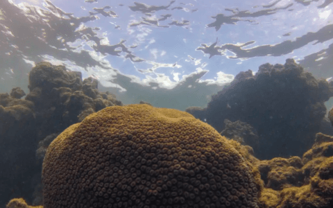 Imagem do post Novo estudo mostra como El Niño afeta diretamente a pesca