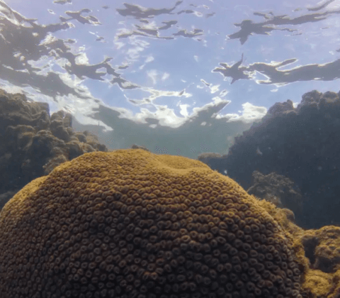 Imagem do post Novo estudo mostra como El Niño afeta diretamente a pesca