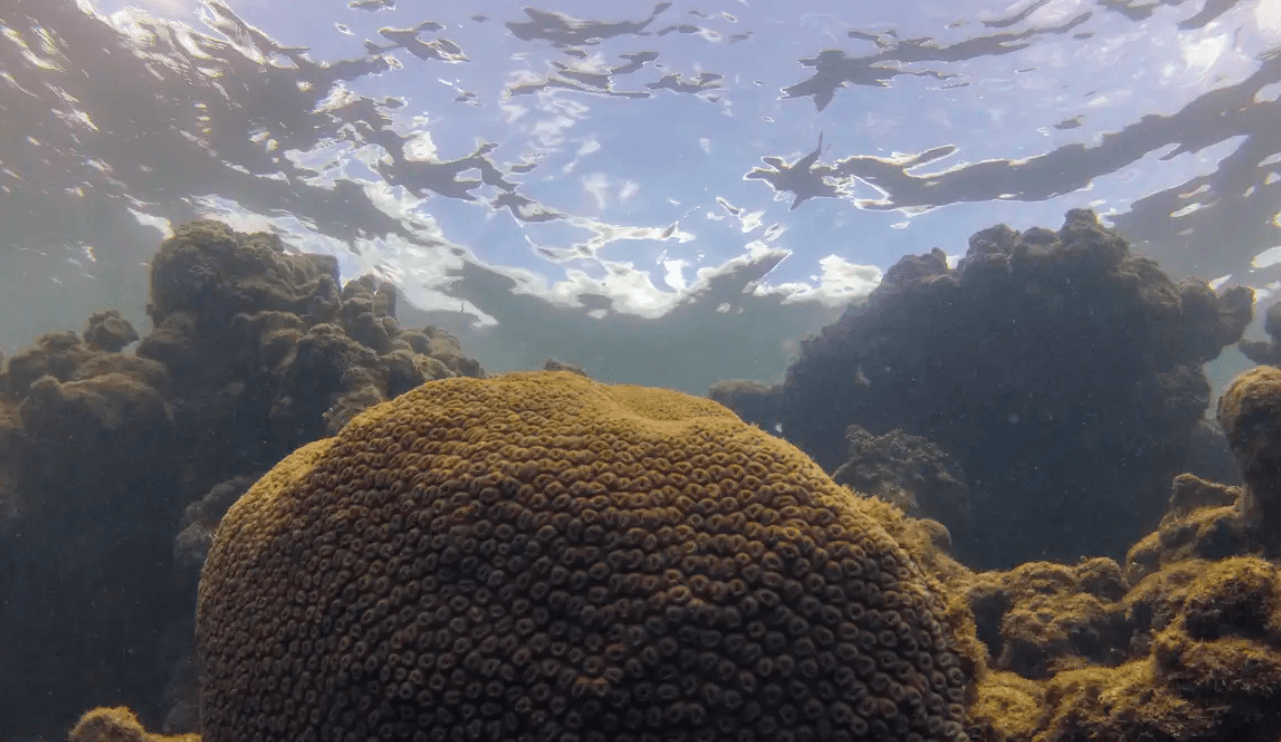 Novo estudo mostra como El Niño afeta diretamente a pesca