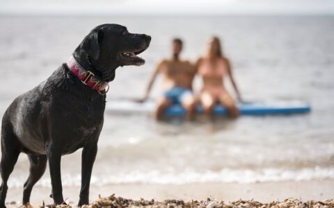 Imagem do post Verão exige atenção redobrada com a saúde dos pets