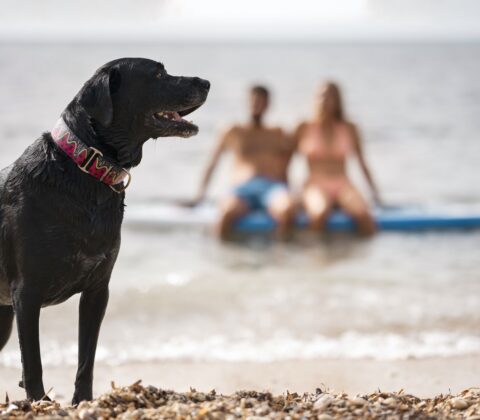 Imagem do post Nova portaria pode mudar uso de genéricos veterinários; entenda proposta
