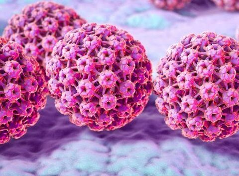 Imagem do post HPV é encontrado em múmias de até 45 mil anos