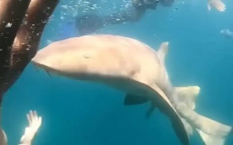 Imagem do post VÍDEO: Advogada é mordida por tubarão em Fernando de Noronha durante mergulho