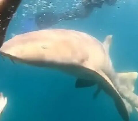 Imagem do post VÍDEO: Advogada é mordida por tubarão em Fernando de Noronha durante mergulho