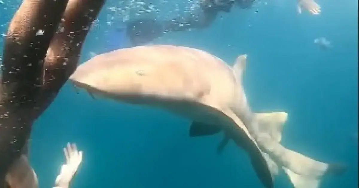 VÍDEO: Advogada é mordida por tubarão em Fernando de Noronha durante mergulho