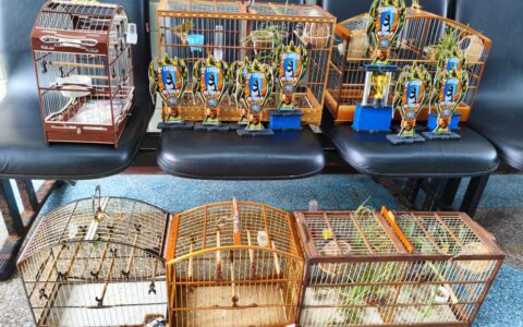 Imagem do post PM resgata seis aves silvestres e prende três homens em Praia do Flamengo