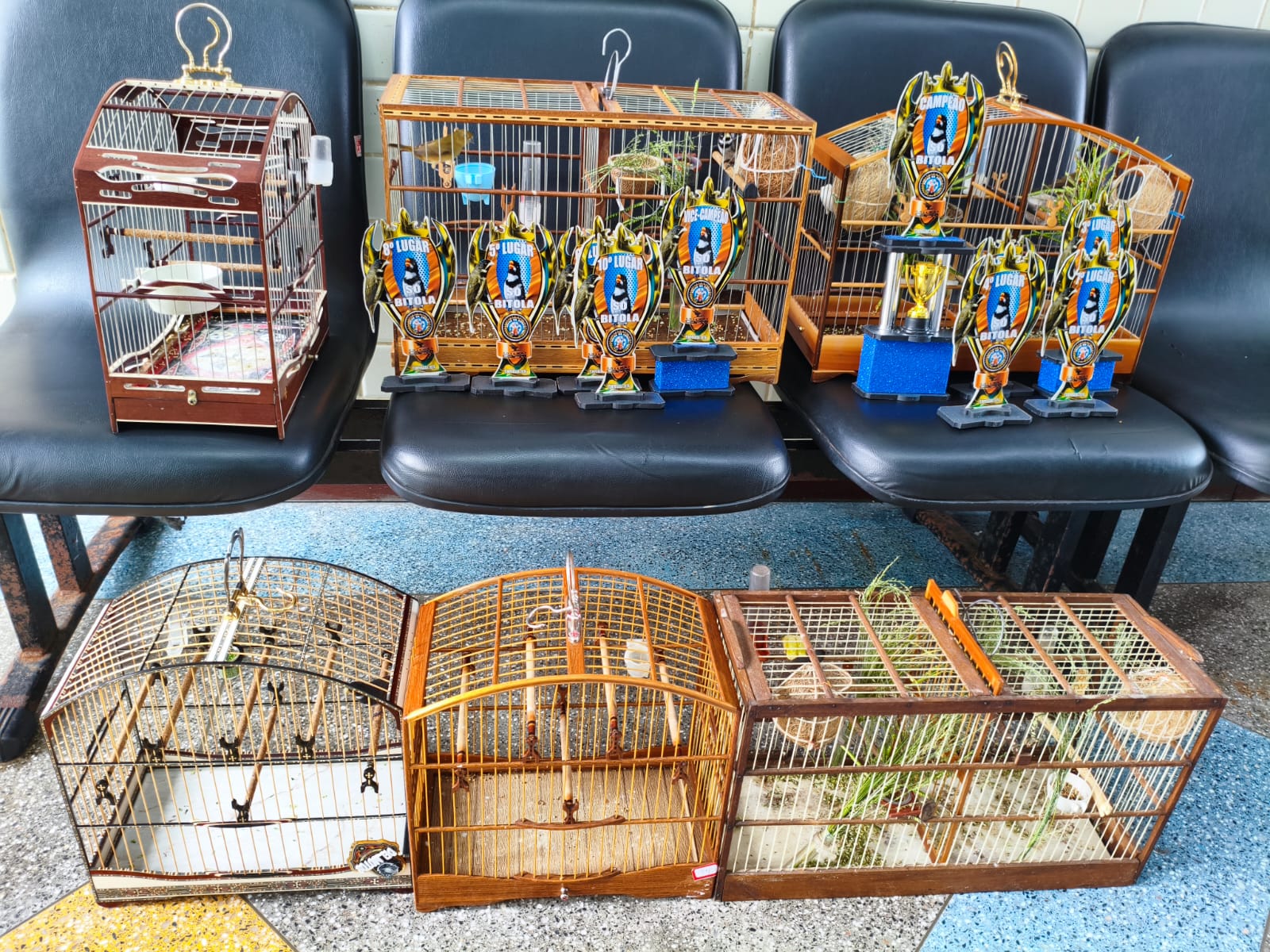 PM resgata seis aves silvestres e prende três homens em Praia do Flamengo