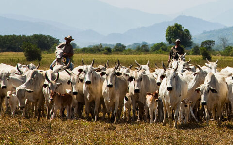 Imagem do post Atividade econômica brasileira cresce 2,5% em 2025