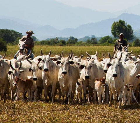Imagem do post Atividade econômica brasileira cresce 2,5% em 2025