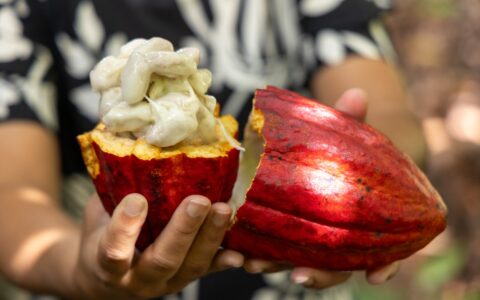 Imagem do post ALBA cobra agilidade no Inema e convoca audiência sobre o futuro do cacau na Bahia