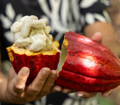 Imagem do post Após articulação baiana, importação de cacau da Costa do Marfim é suspensa