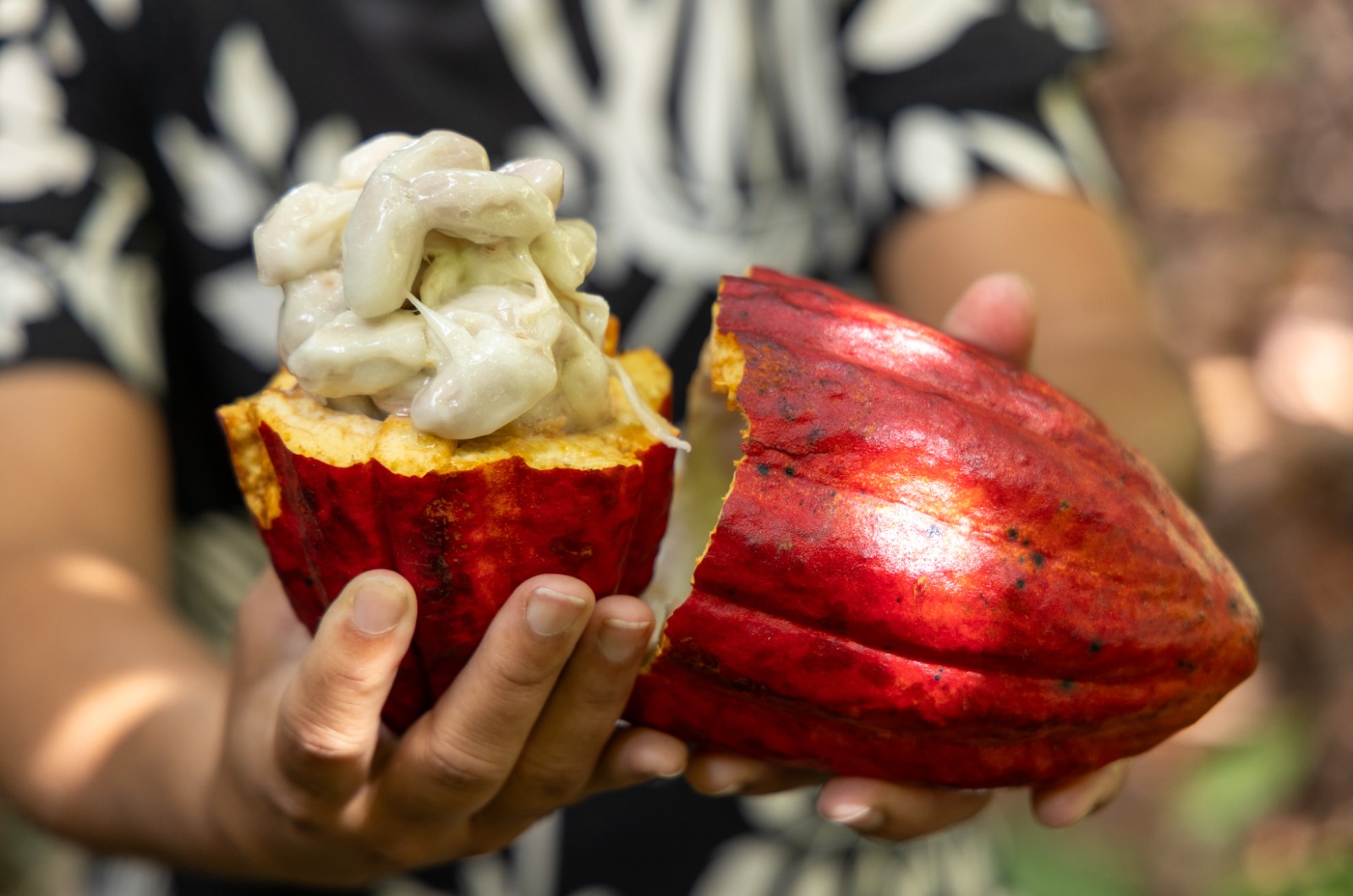 ALBA cobra agilidade no Inema e convoca audiência sobre o futuro do cacau na Bahia