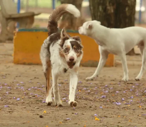 Imagem do post Copa 2030 vira alvo de polêmica: Marrocos é acusado de planejar abate de milhões de cães