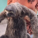 Bicho-preguiça é resgatado no Extremo Sul da Bahia; confira orientações