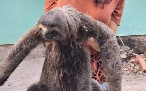 Imagem do post Bicho-preguiça é resgatado no Extremo Sul da Bahia; confira orientações