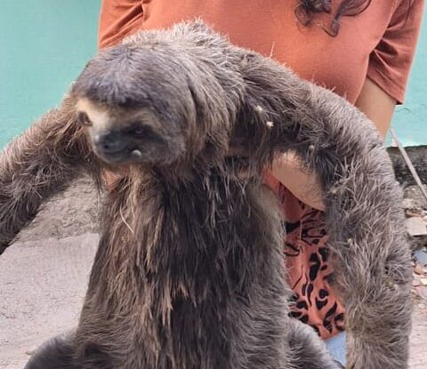 Imagem do post Bicho-preguiça é resgatado no Extremo Sul da Bahia; confira orientações