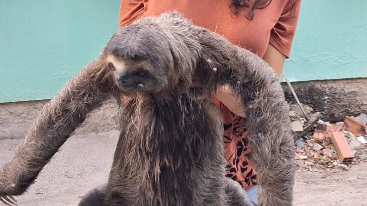 Bicho-preguiça é resgatado no Extremo Sul da Bahia; confira orientações