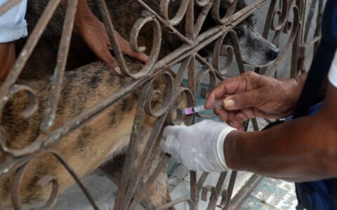 Imagem do post Vacinação antirrábica é realizada em quatro bairros de Salvador; confira cronograma