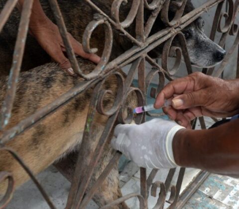 Imagem do post Vacinação antirrábica é realizada em quatro bairros de Salvador; confira cronograma