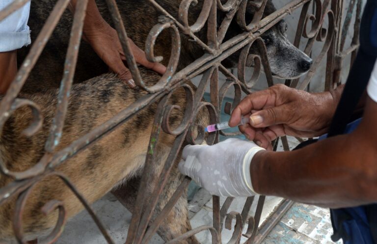 Vacinação antirrábica é realizada em quatro bairros de Salvador; confira cronograma