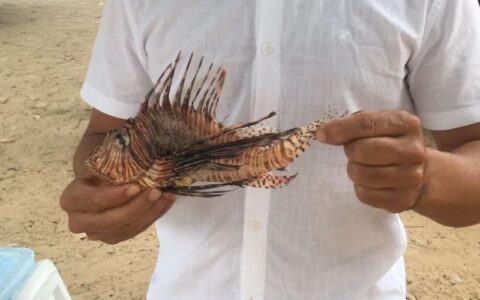 Imagem do post Prefeitura de Lauro de Freitas alerta para risco de peixe-leão nas praias do município
